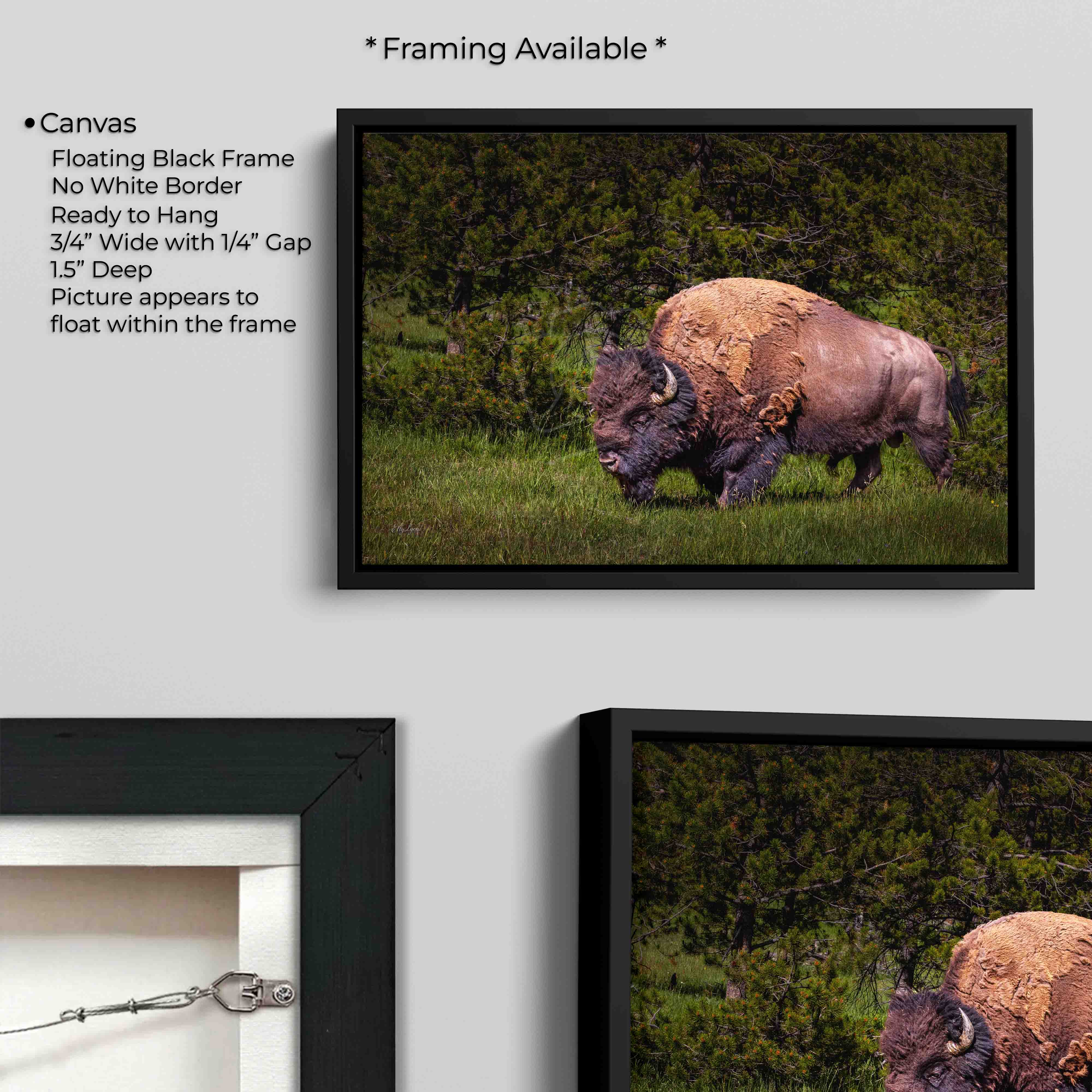 American Bison “Unbroken Strength”
