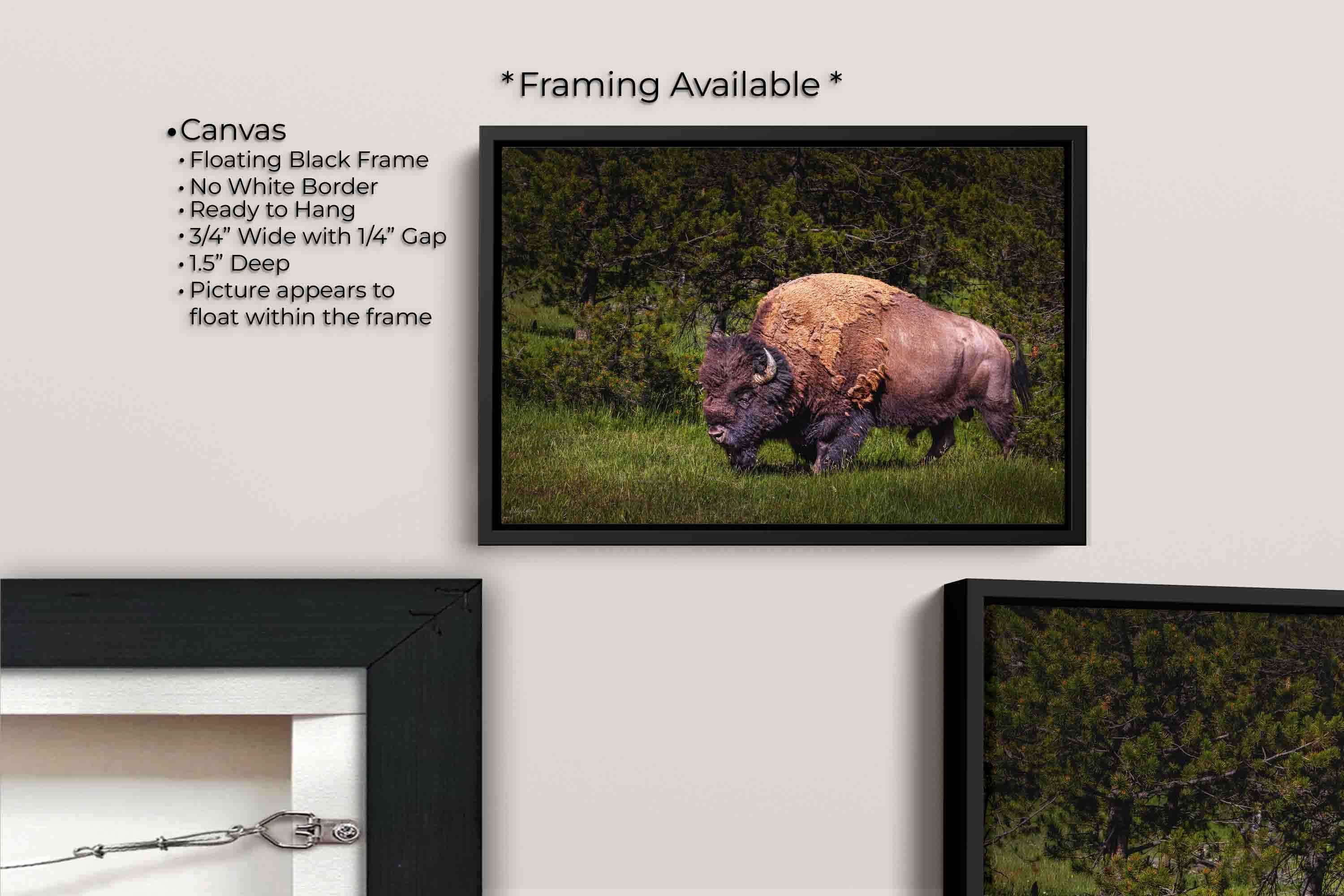 American Bison “Unbroken Strength”