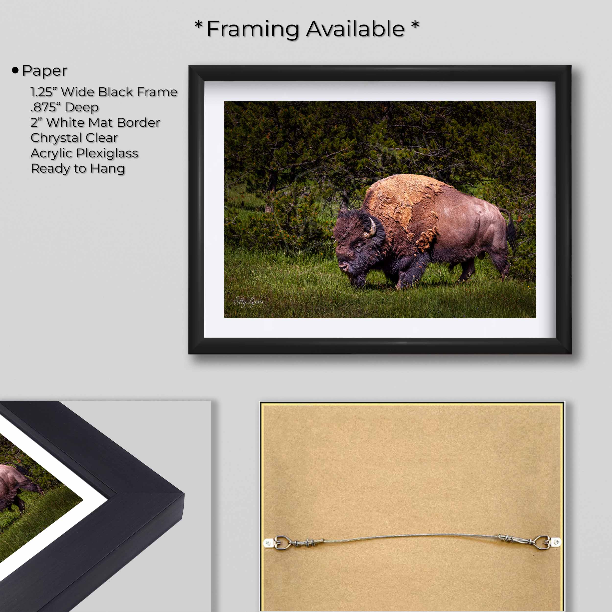 American Bison “Unbroken Strength”