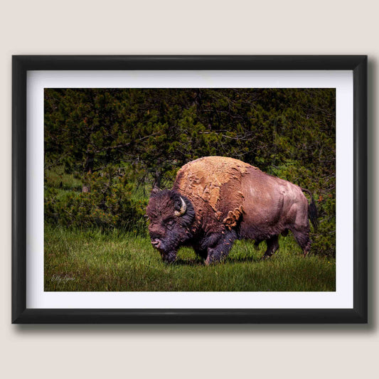 American Bison “Unbroken Strength”