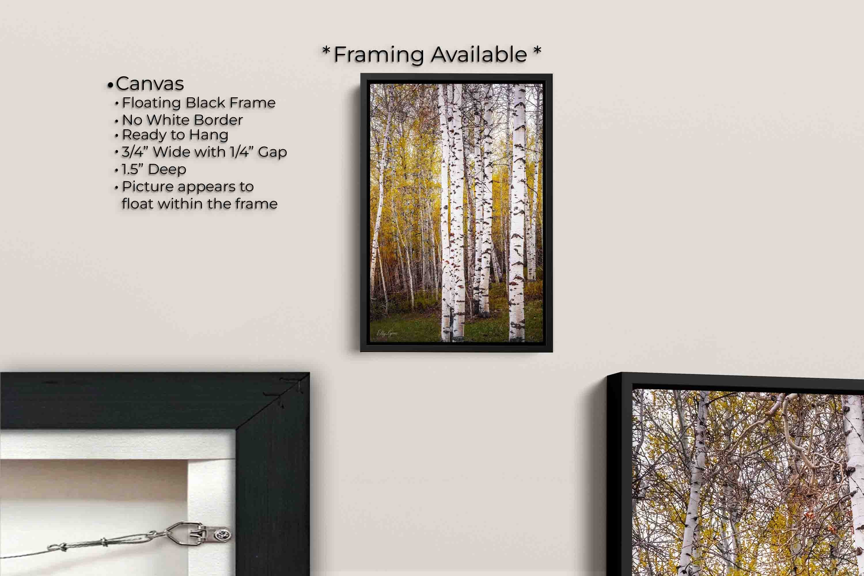 Aspen tree grove in the fall fine art print canvas wall art in black float frame, canvas framing option details