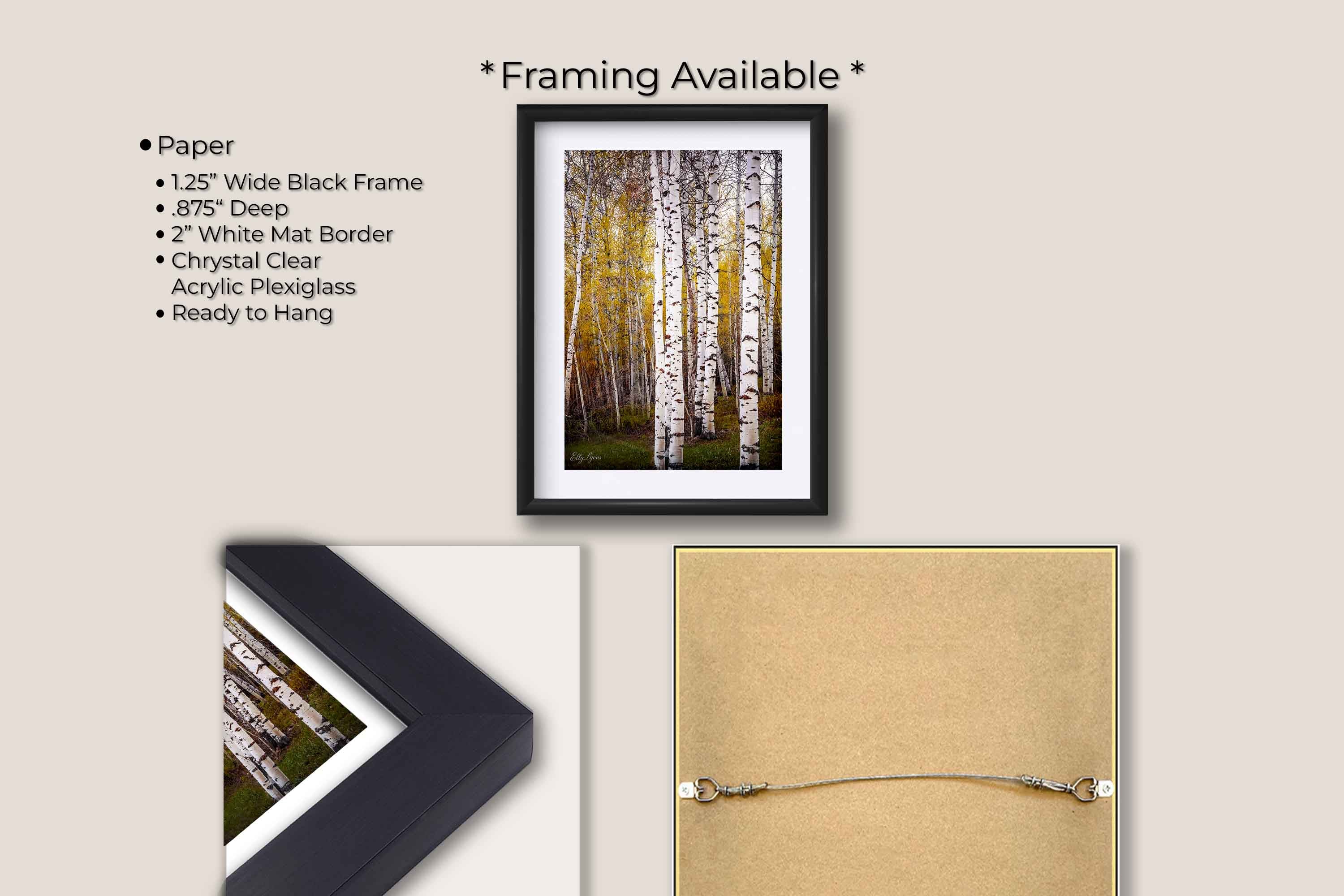 Aspen tree grove in the fall fine art print in black frame with white mat, paper and framing option details