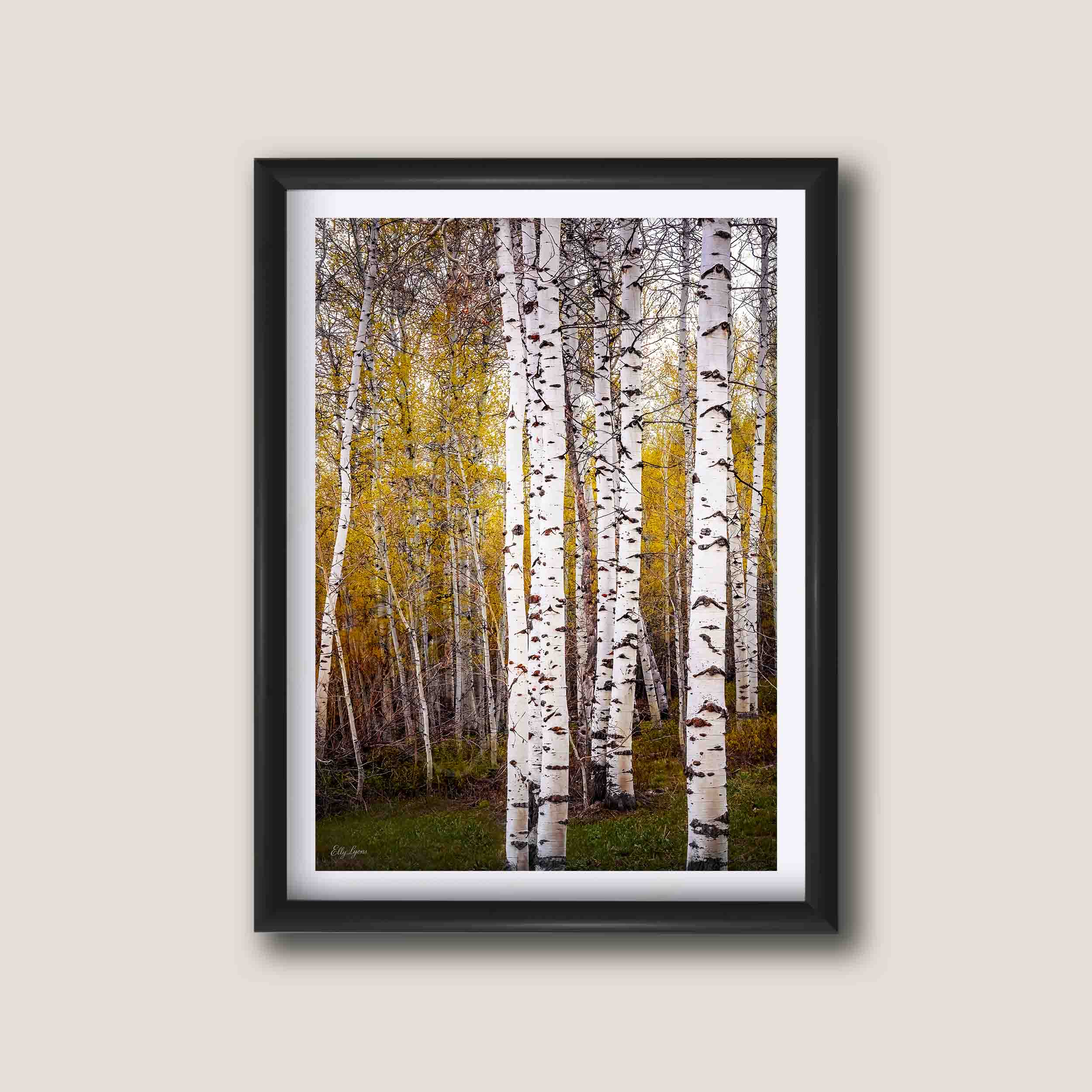 Aspen tree grove in the fall fine art print