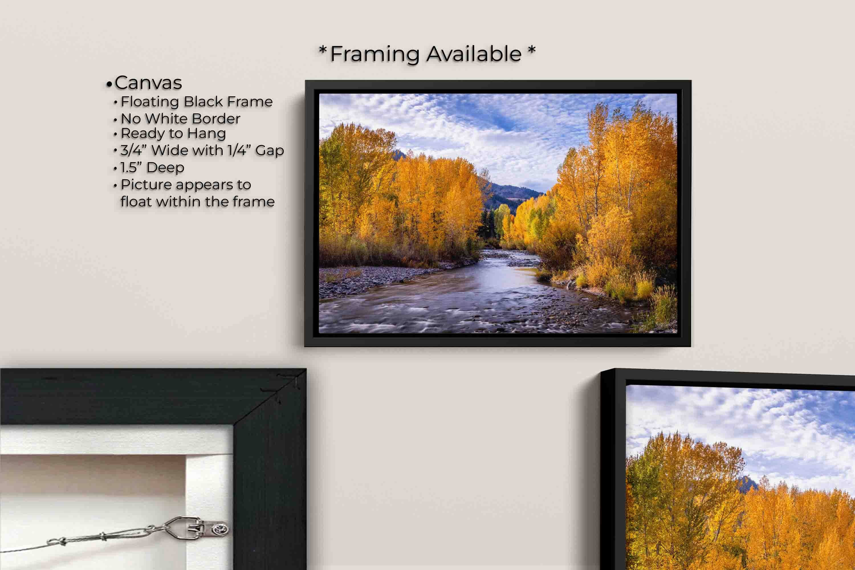Aspen trees in the fall along Wood River in Sun Valley Idaho fine art print canvas wall art in black float frame, canvas framing option details