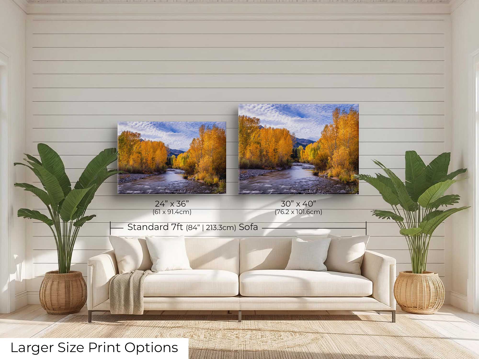 Aspen trees in the fall along Wood River in Sun Valley Idaho fine art print wall art size mockup showing 24x36 and 30x40 inch prints above a seven foot sofa 
