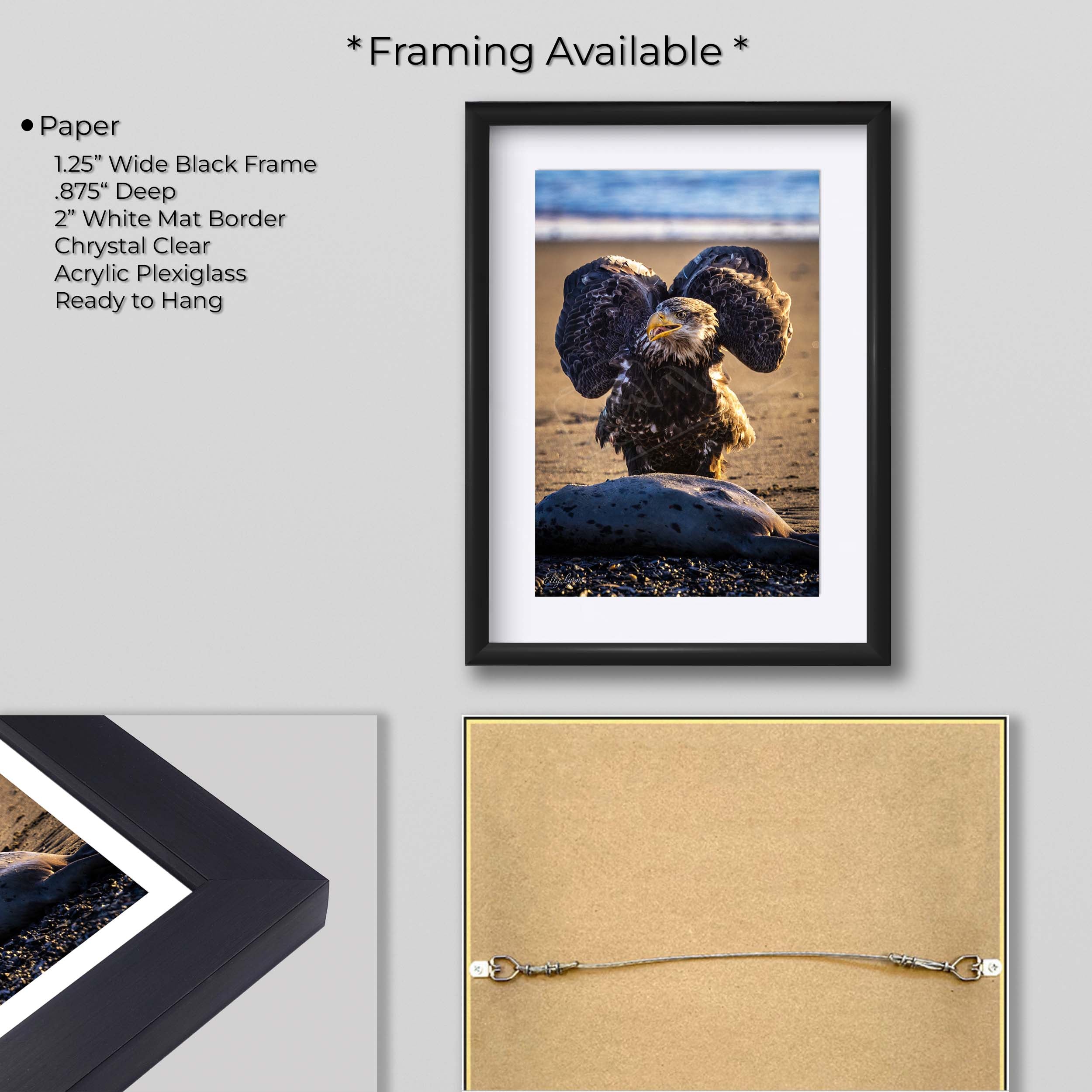 Bald Eagle “Unshaken, Unfailing"