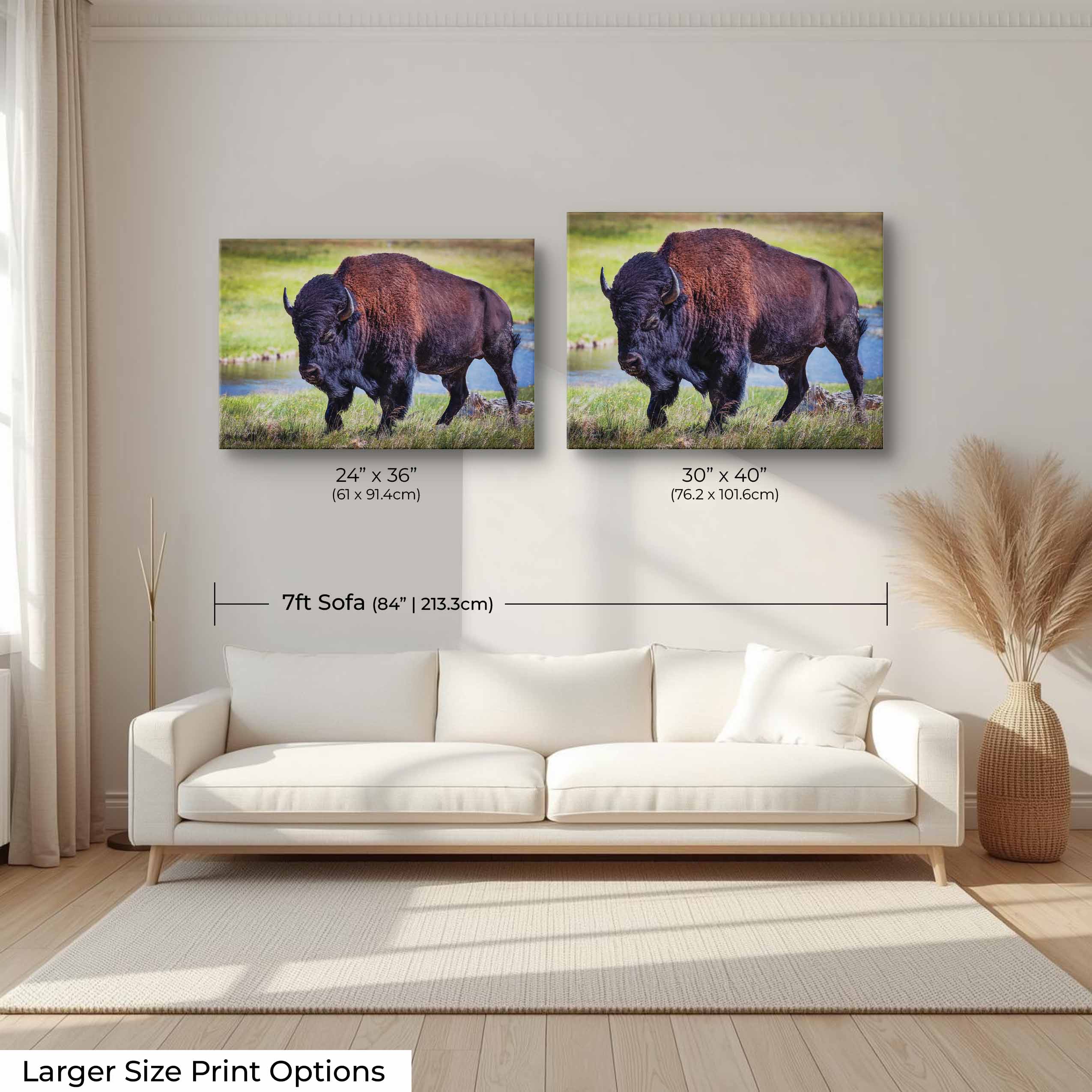 American Bison "Unmoved by the World"
