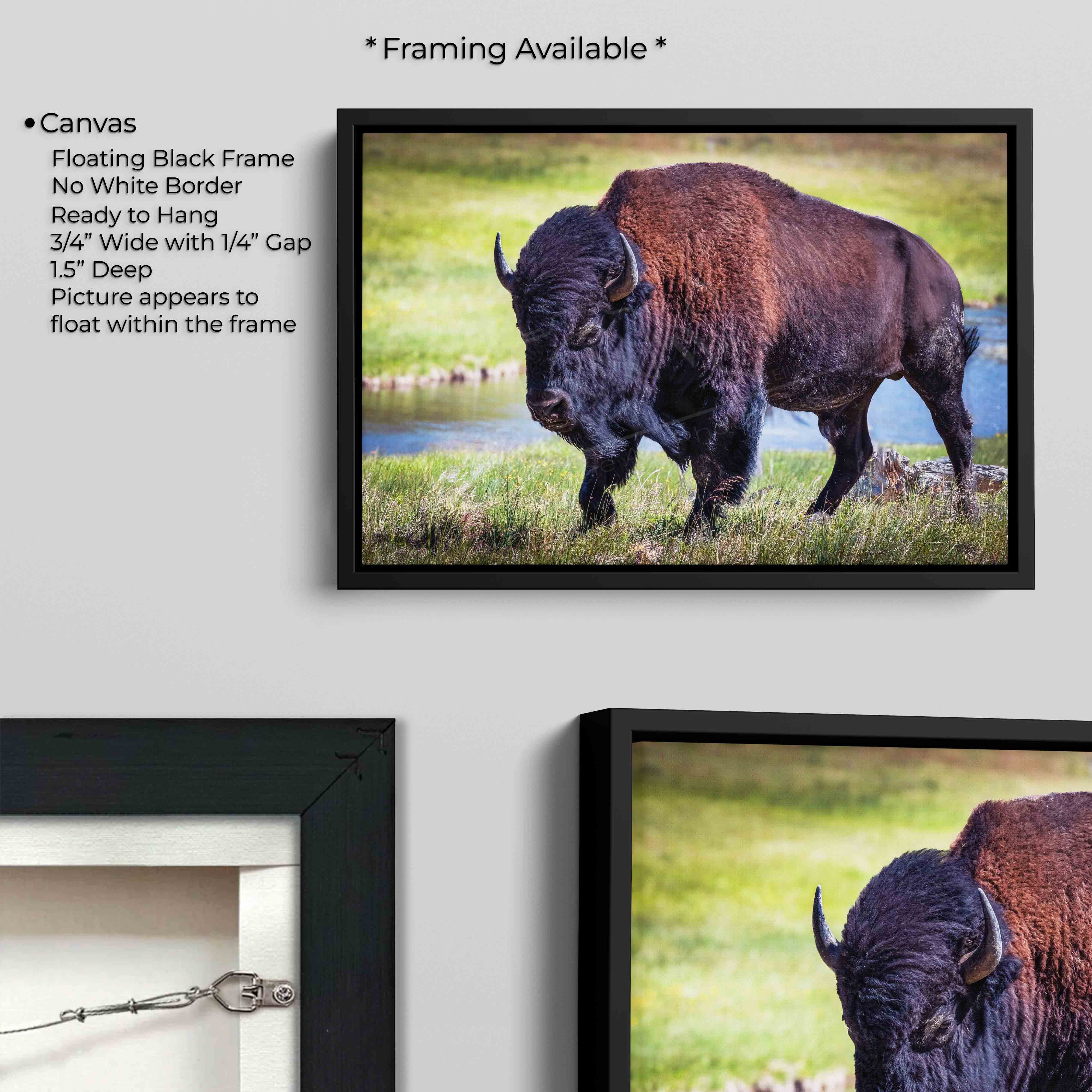 American Bison "Unmoved by the World"