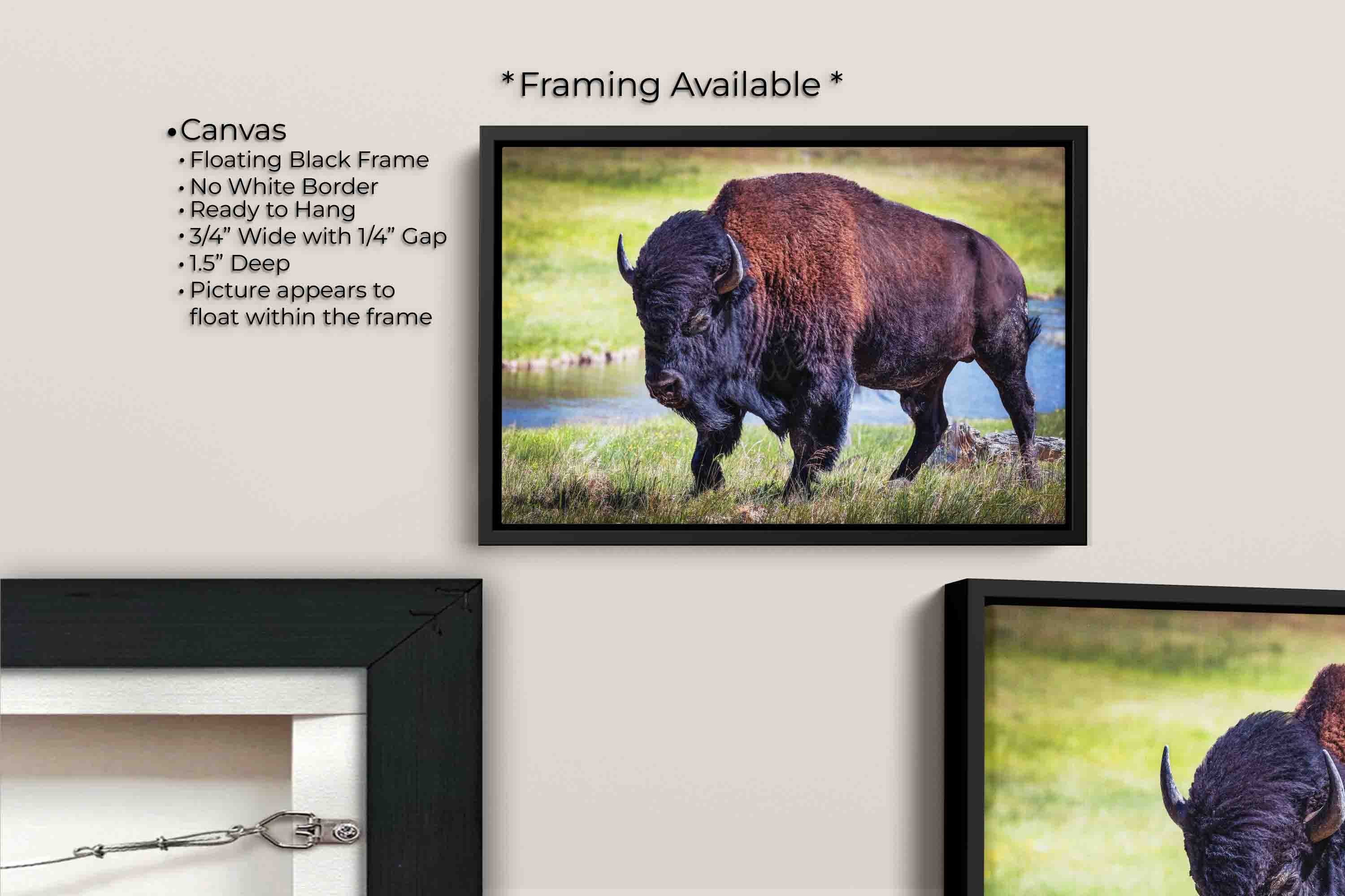 American Bison "Unmoved by the World"