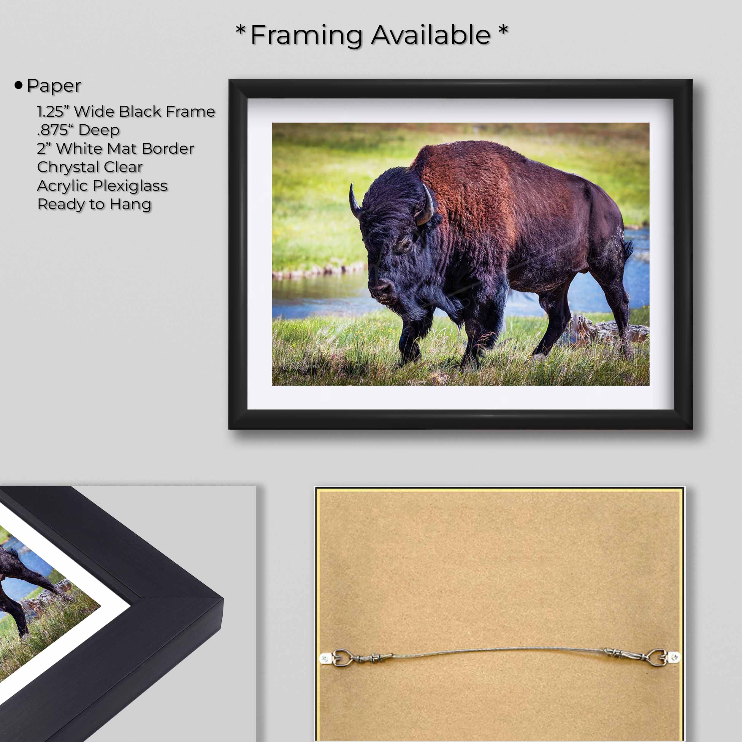 American Bison "Unmoved by the World"
