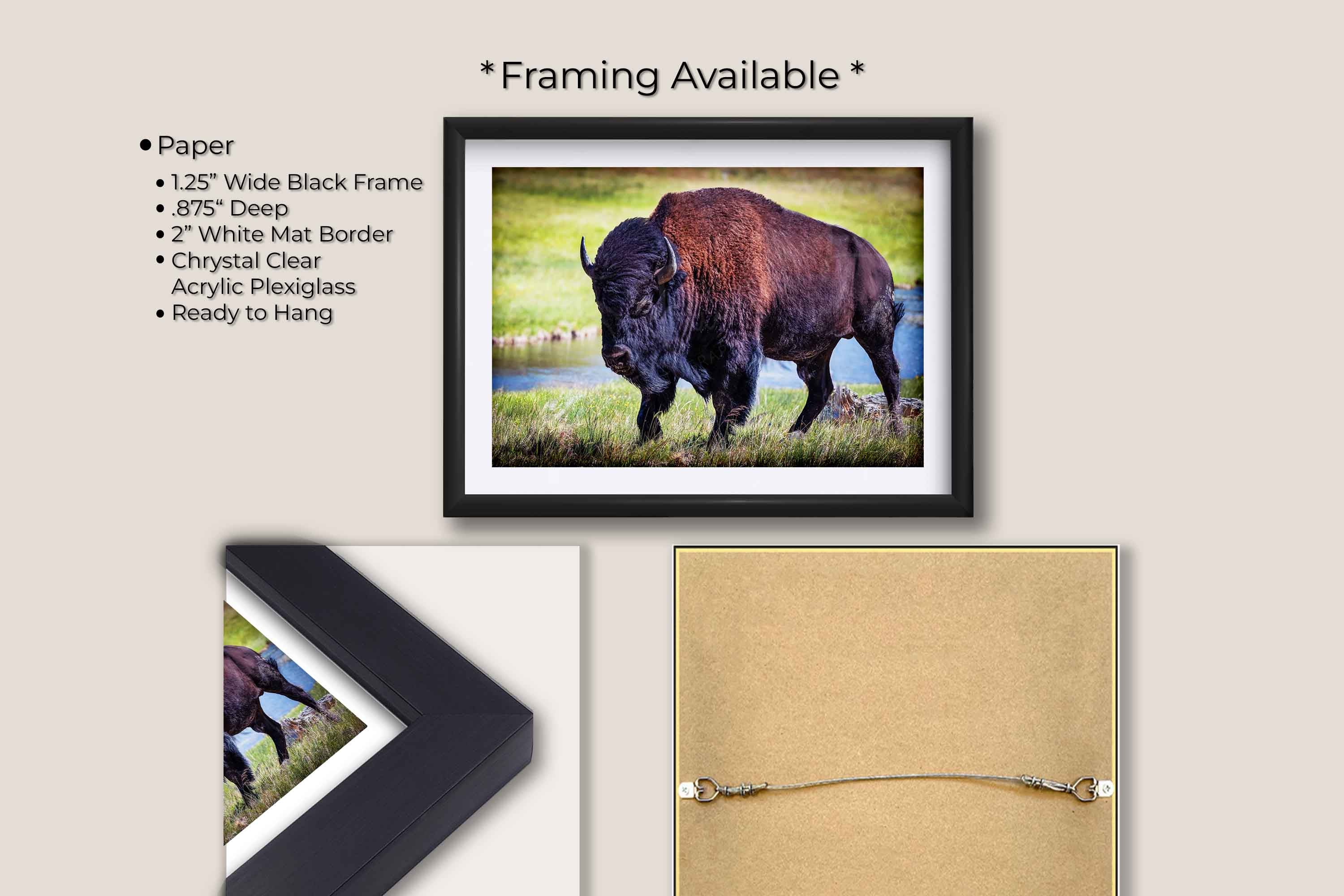 American Bison "Unmoved by the World"