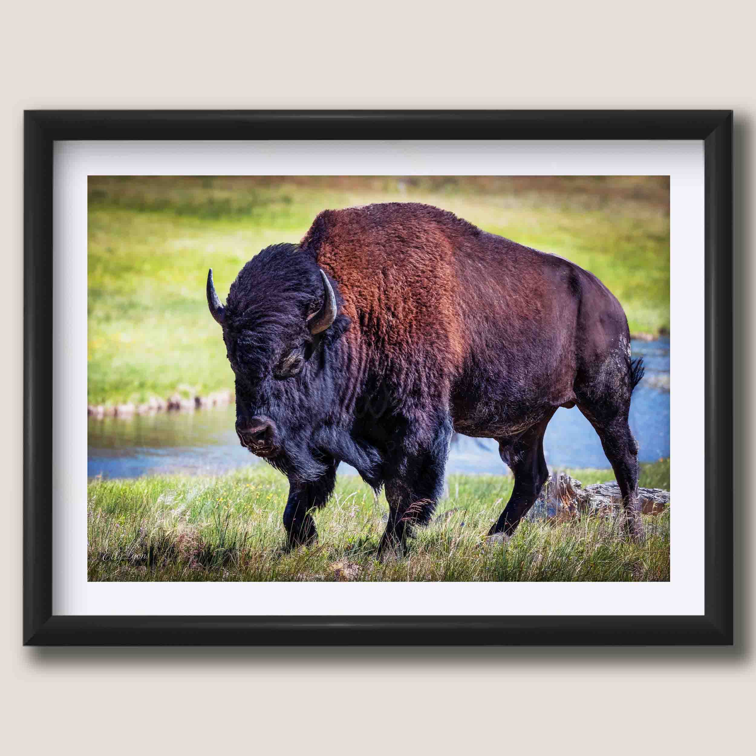 American Bison "Unmoved by the World"