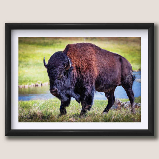 American Bison "Unmoved by the World"