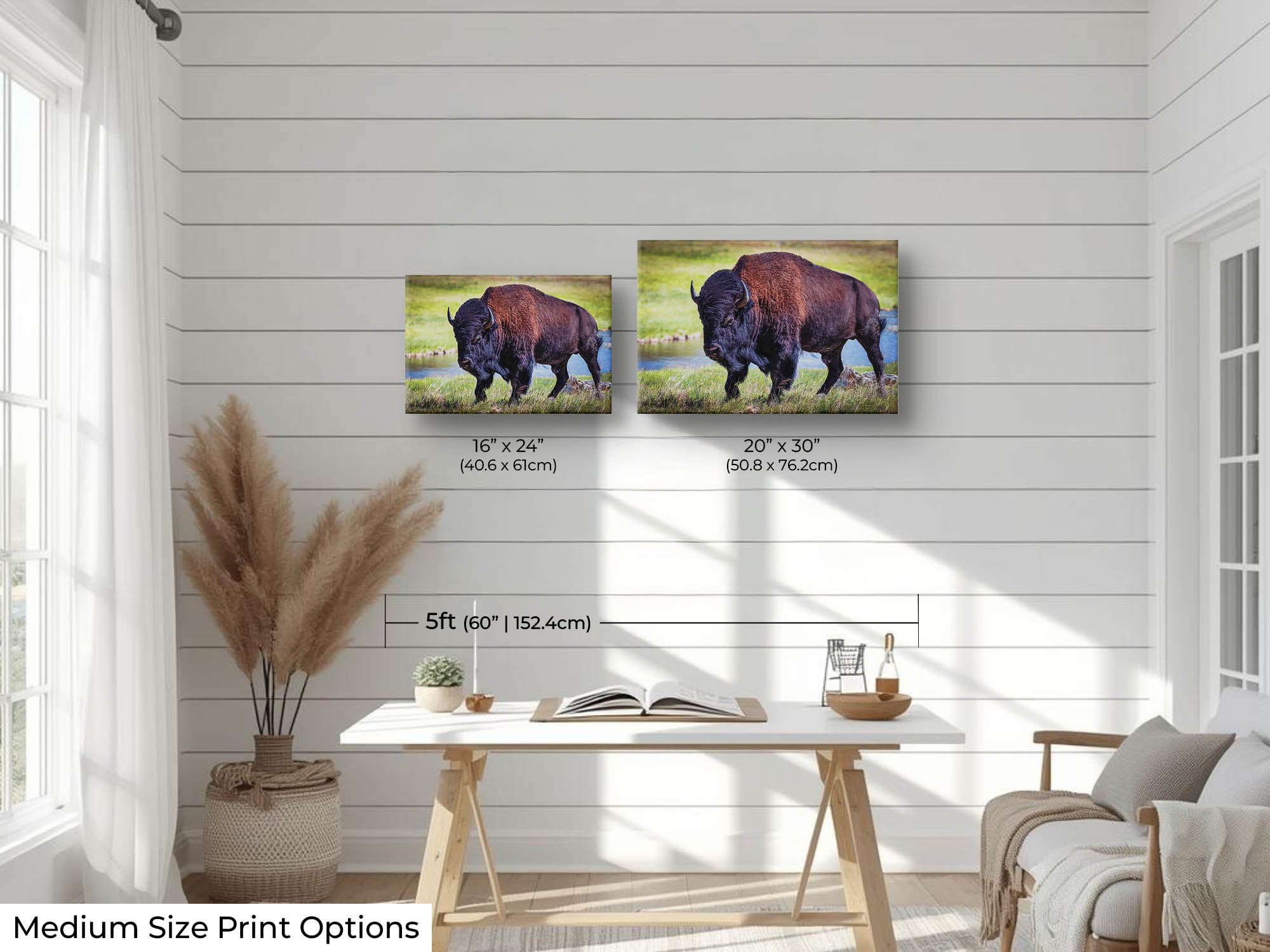 American Bison "Unmoved by the World"