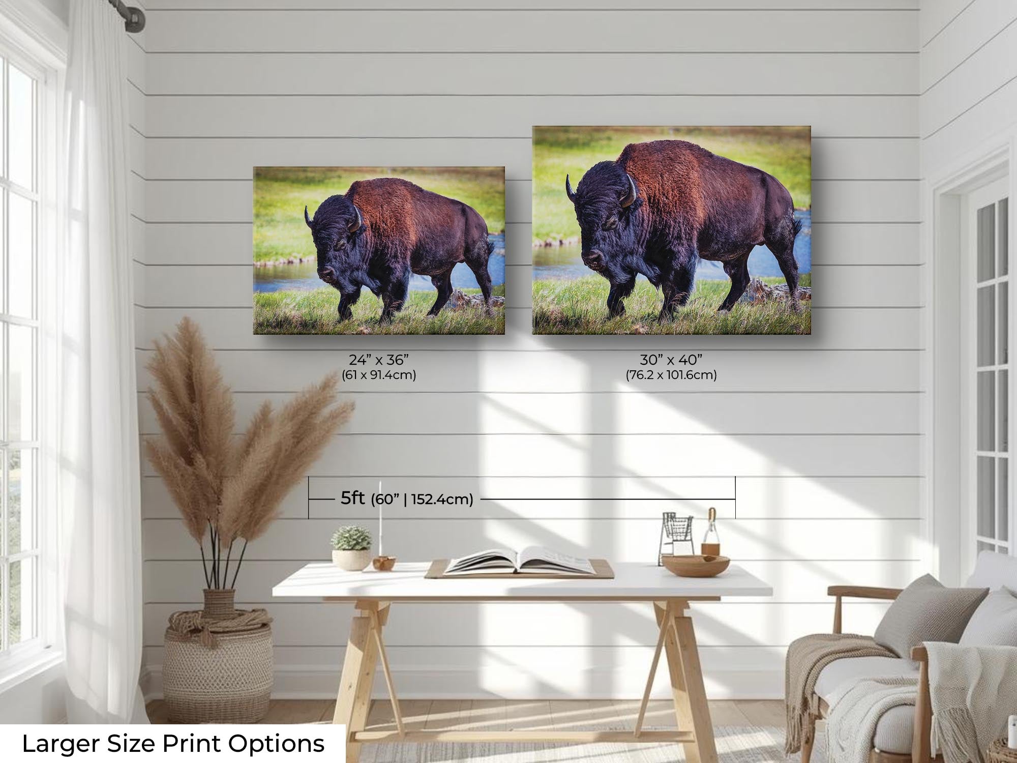 American Bison "Unmoved by the World"