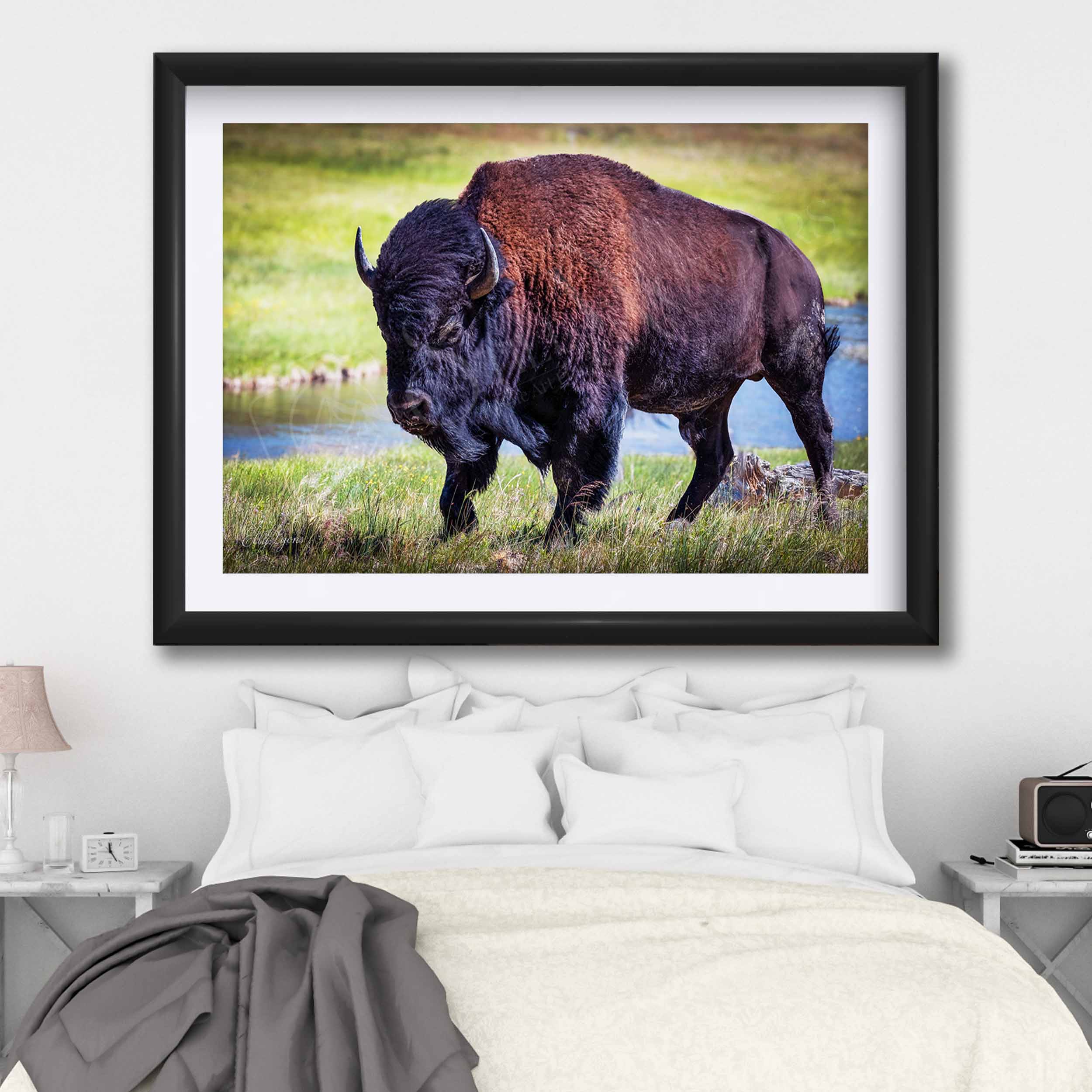 American Bison "Unmoved by the World"