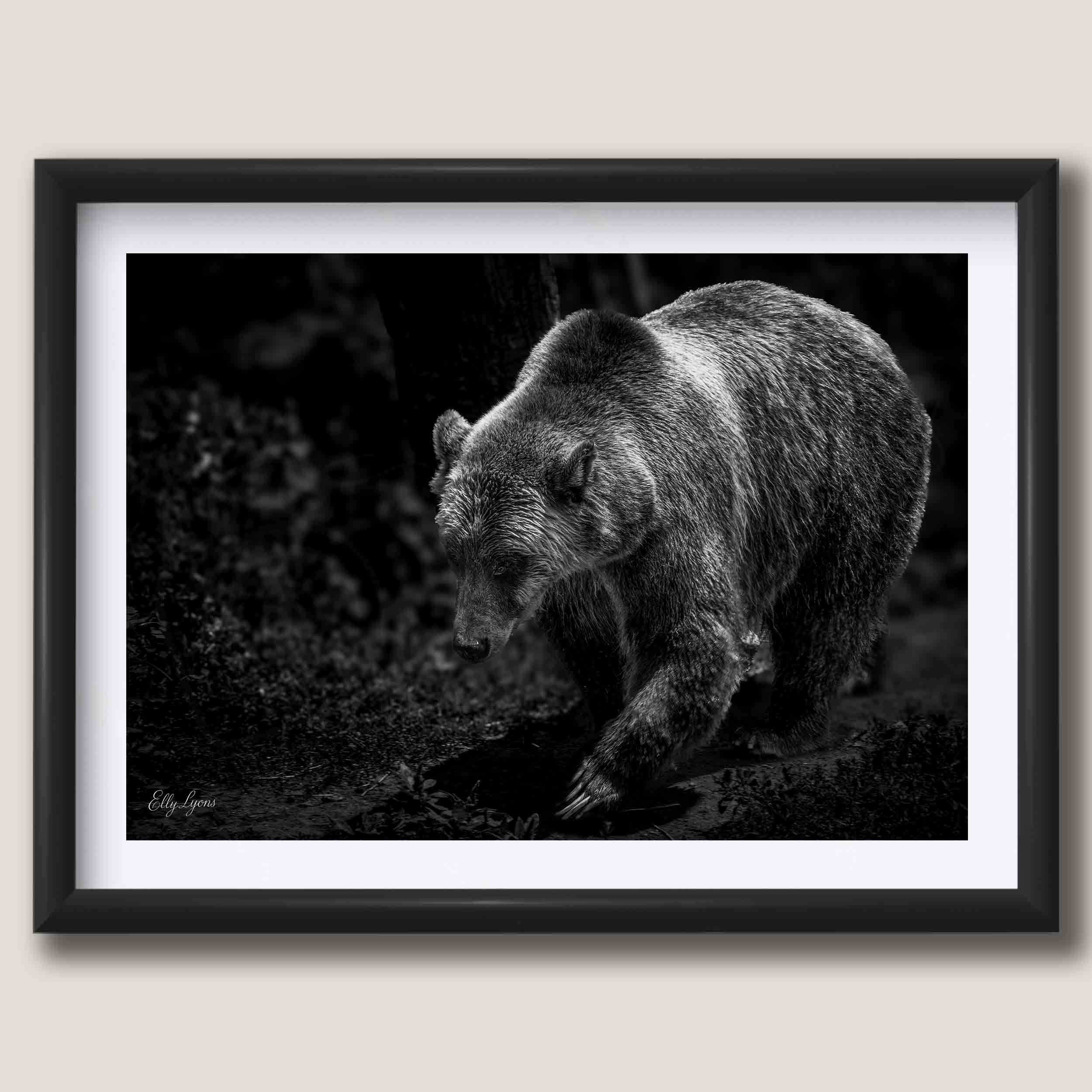 Grizzly Bear “Wild and Free”