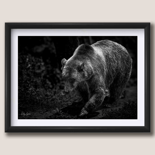 Grizzly Bear “Wild and Free”