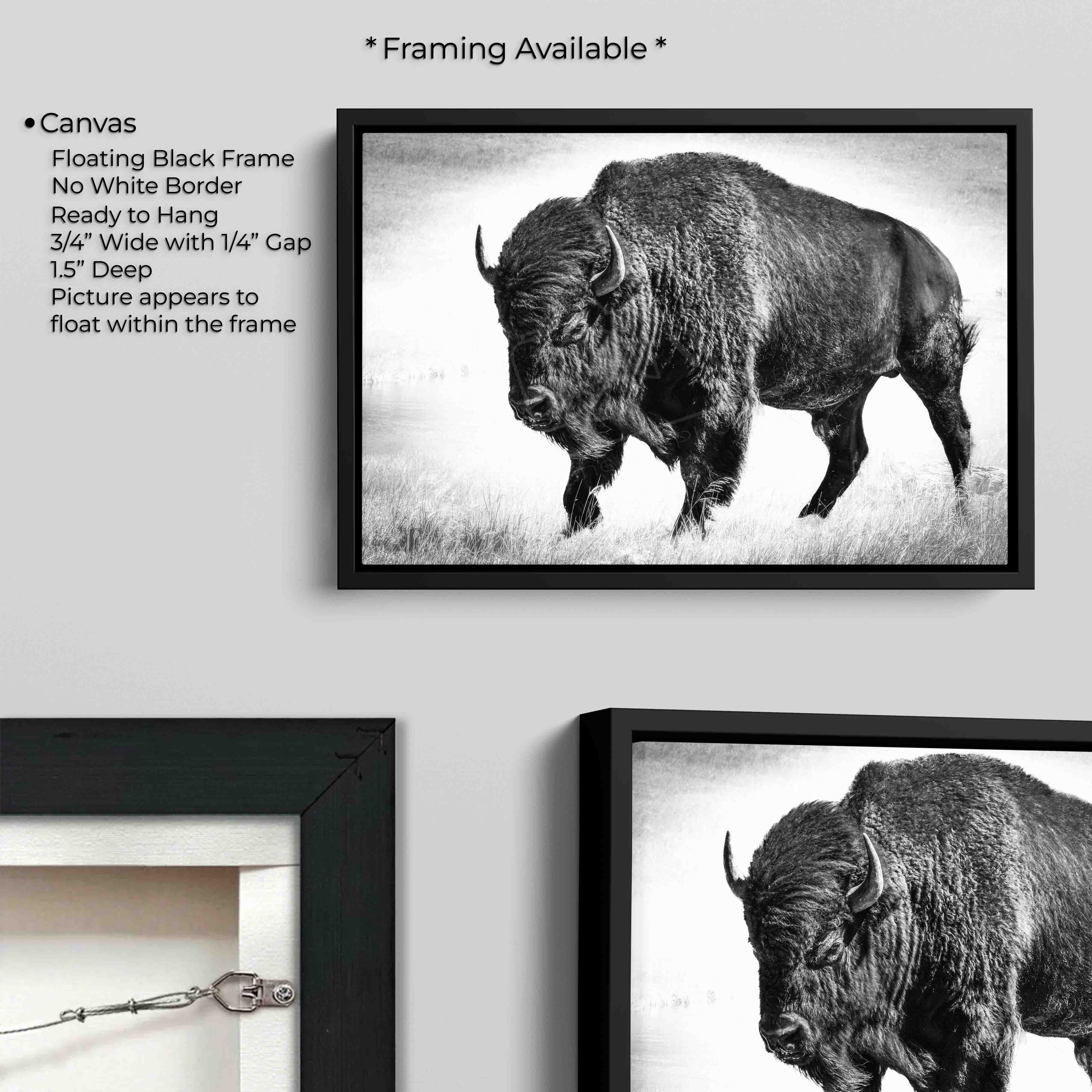 American Bison "Timeless Strength"