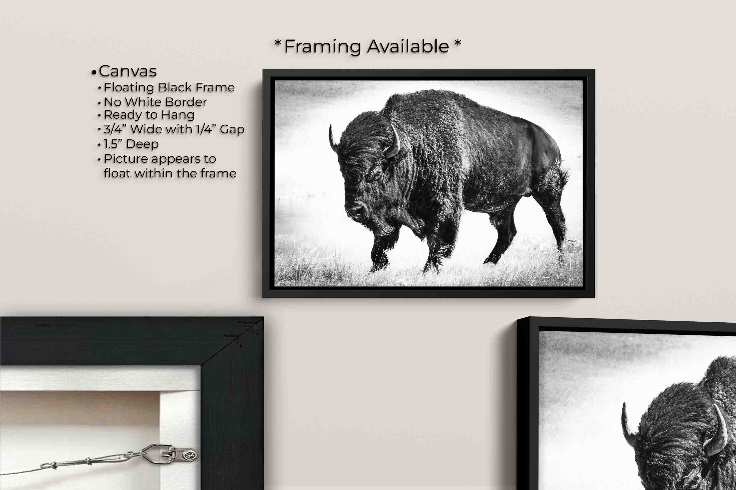 American Bison "Timeless Strength"