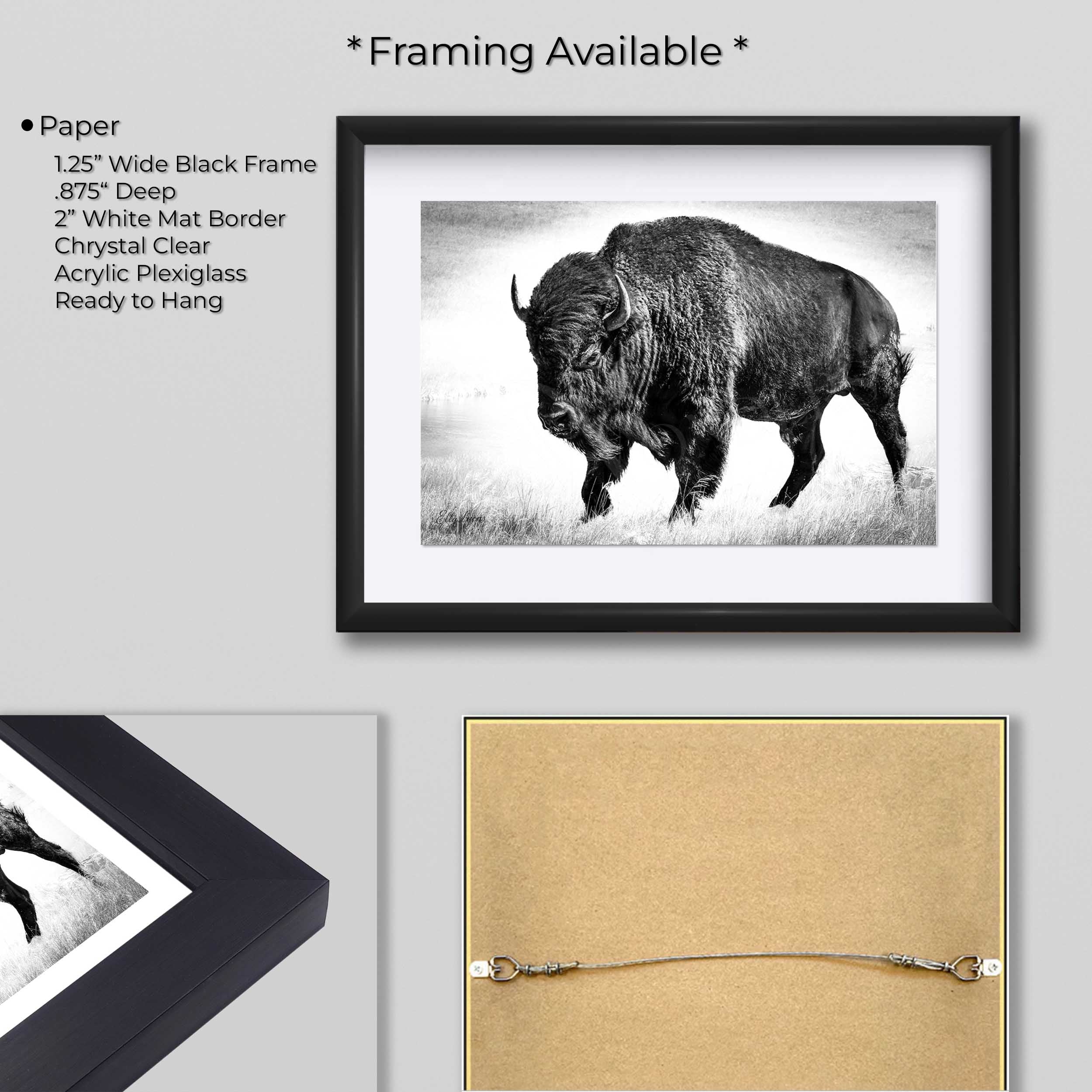 American Bison "Timeless Strength"