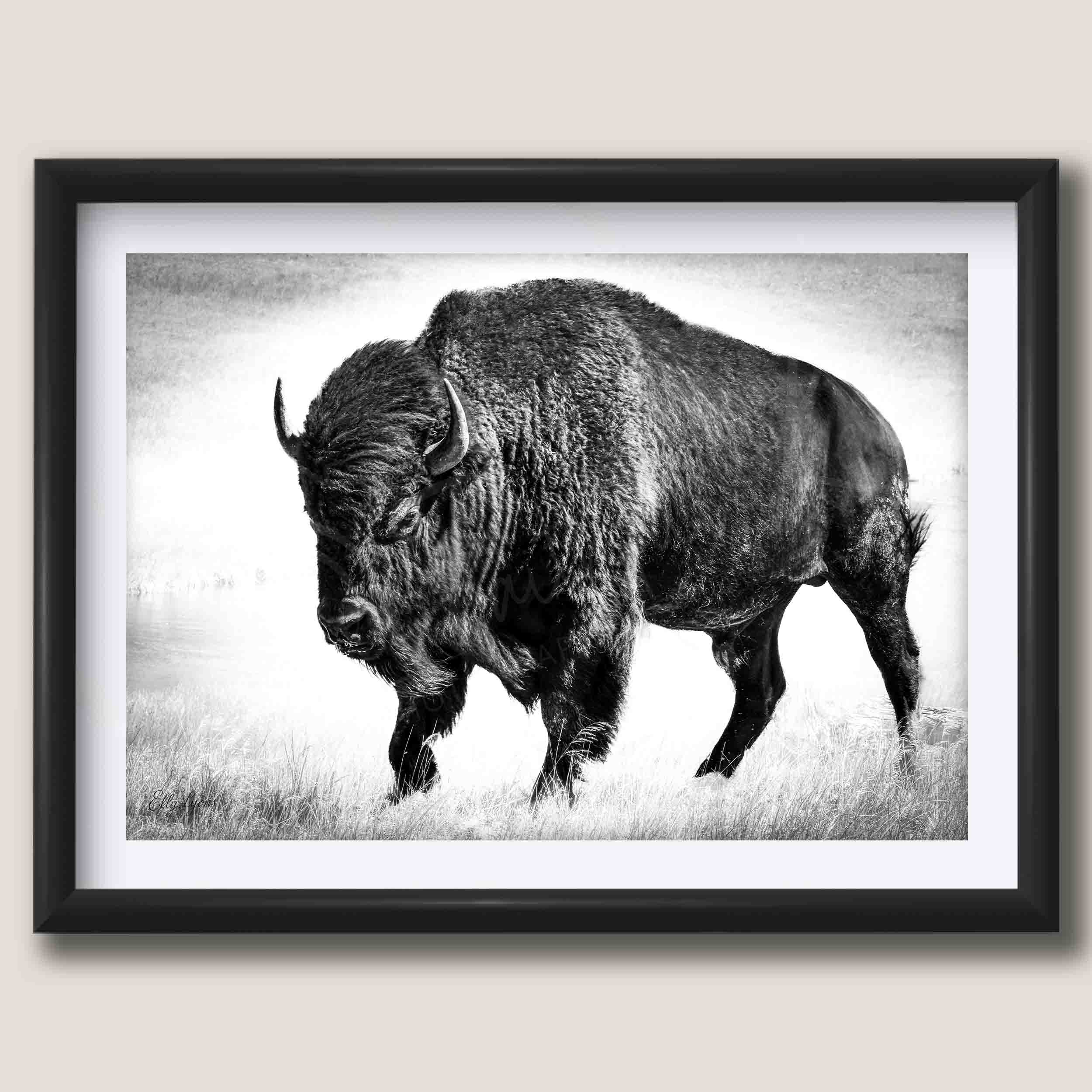 American Bison "Timeless Strength"