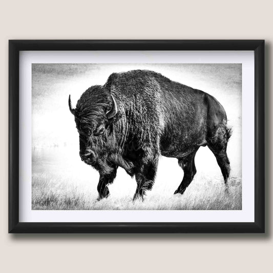 American Bison "Timeless Strength"