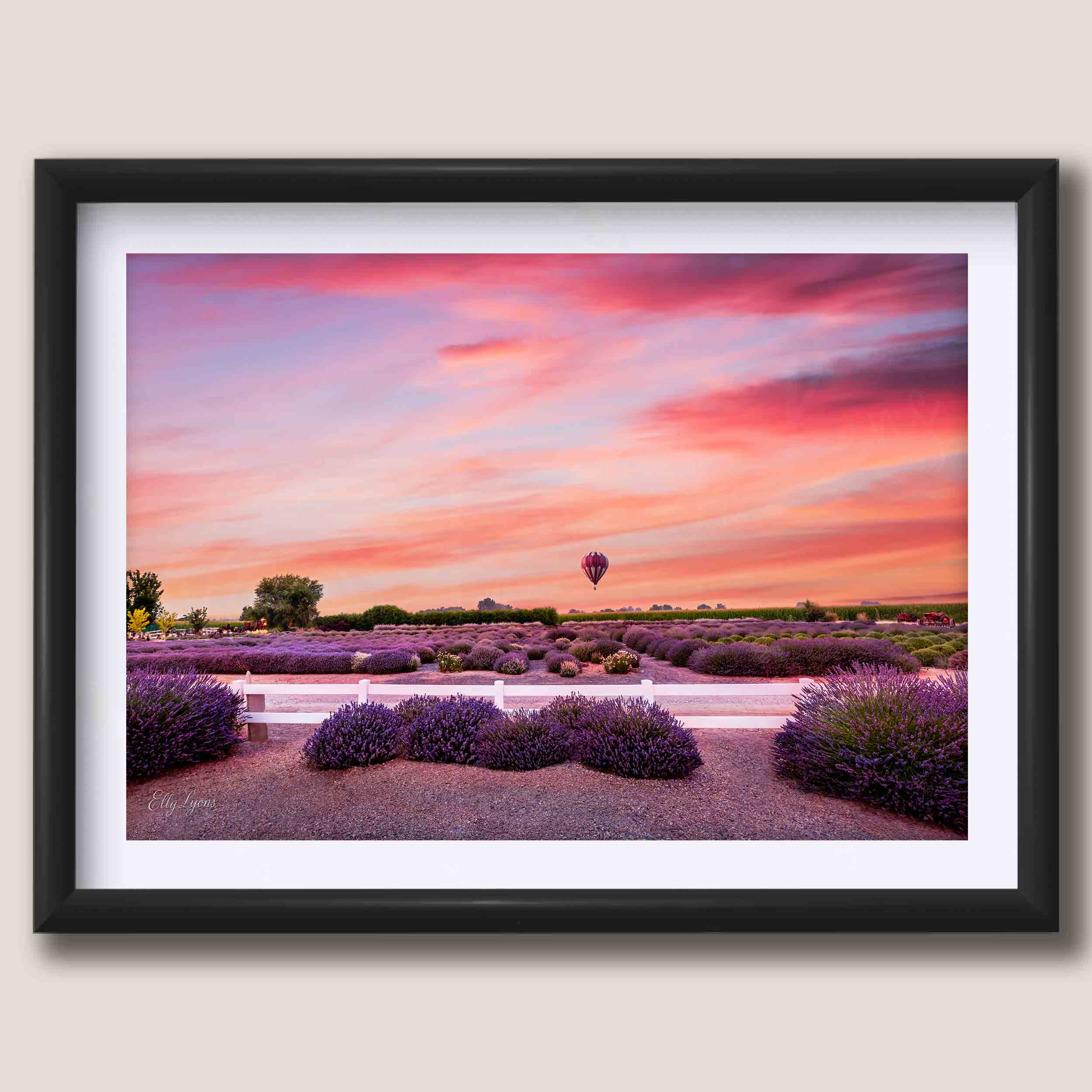 Hot Air Balloon Over Lavender Fields “The Stillness of Joy”