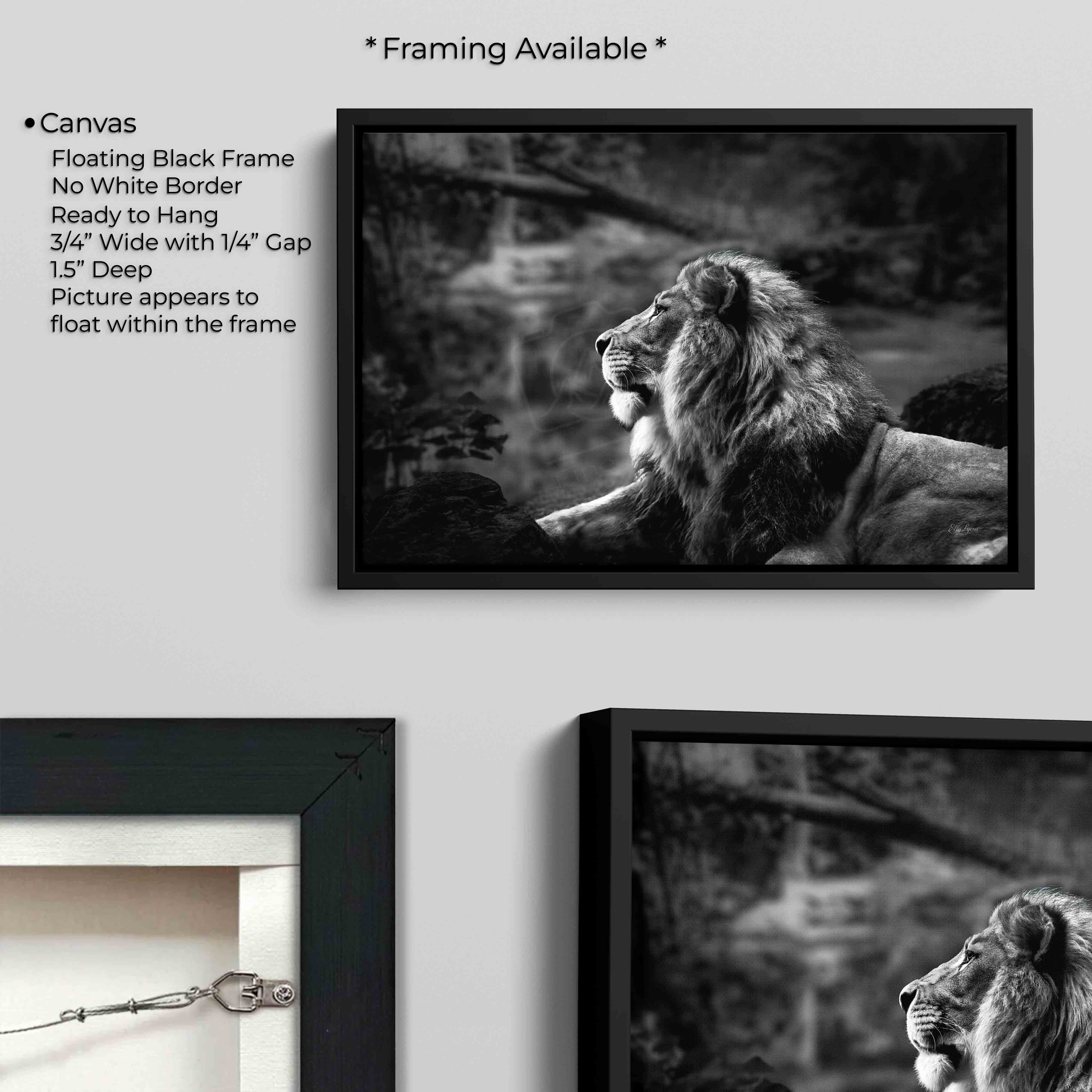 Lion Black & White “Born to Lead”