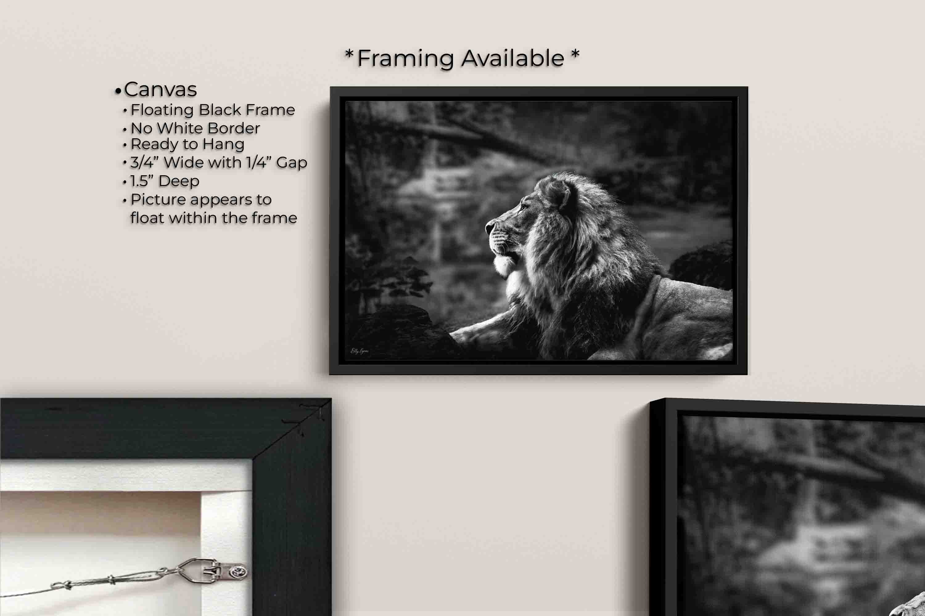 Lion Black & White “Born to Lead”