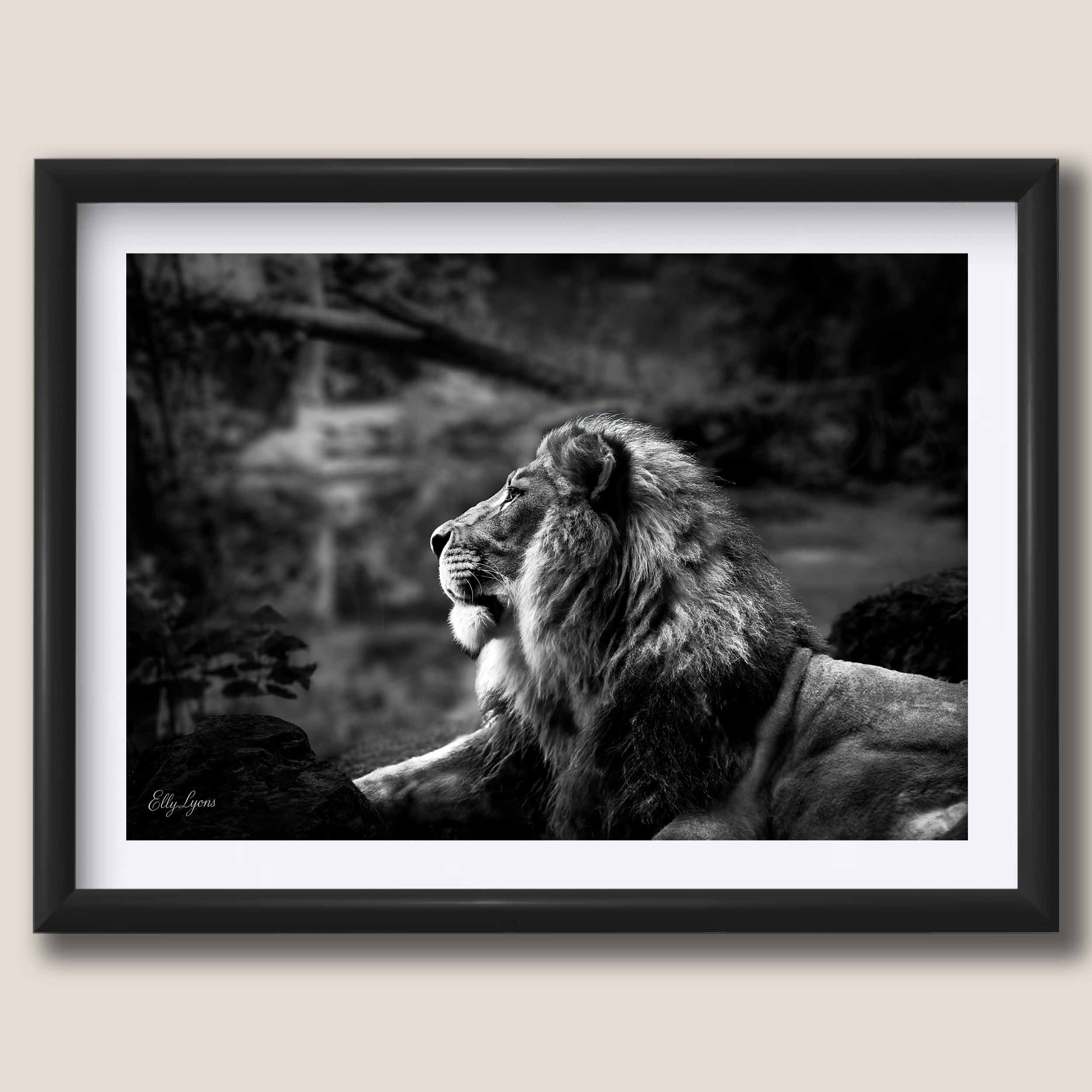 Lion Black & White “Born to Lead”