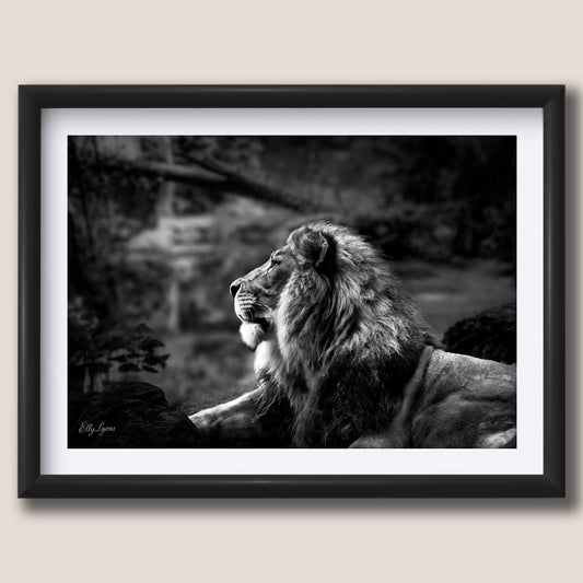 Lion Black & White “Born to Lead”