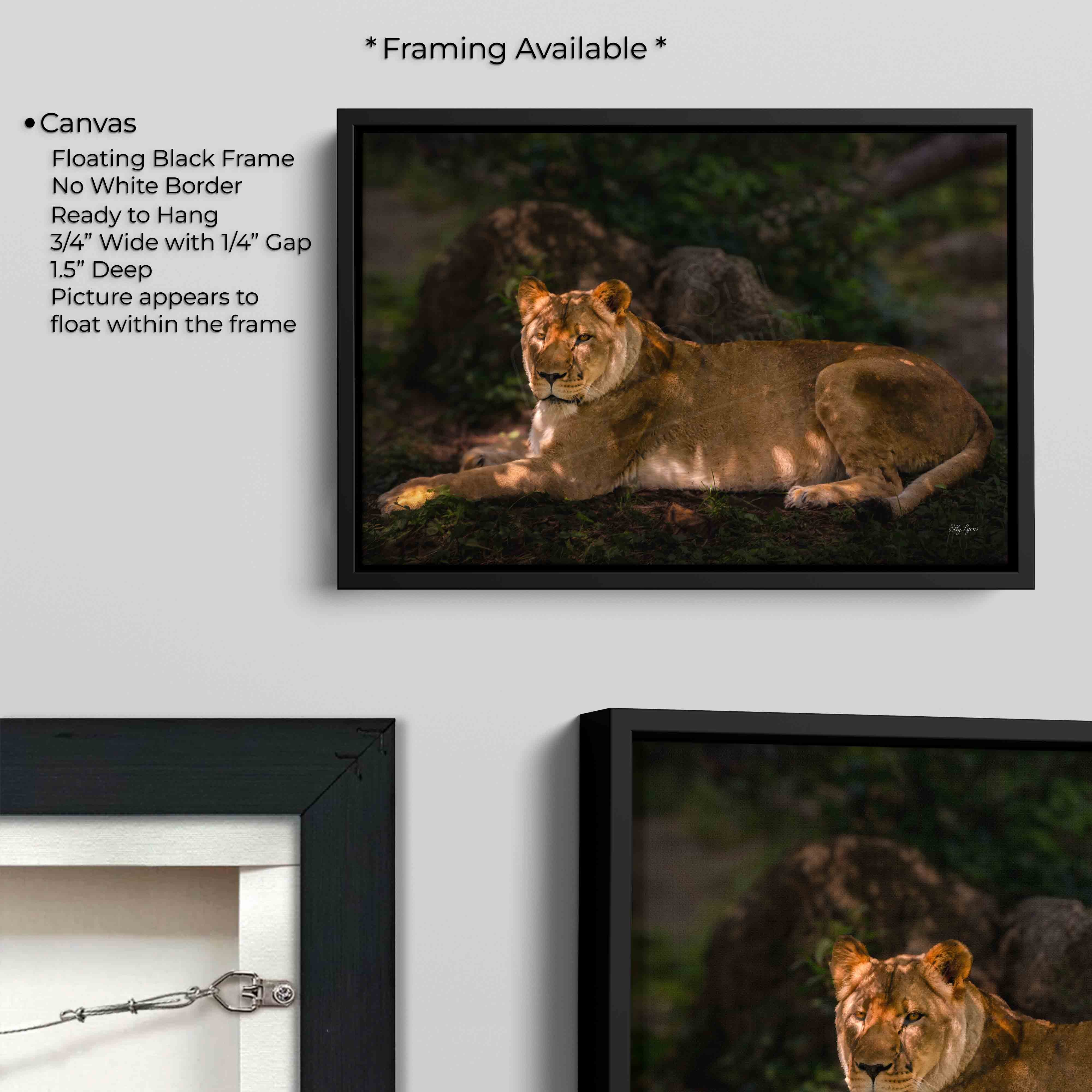 African Lioness “Still Strength”