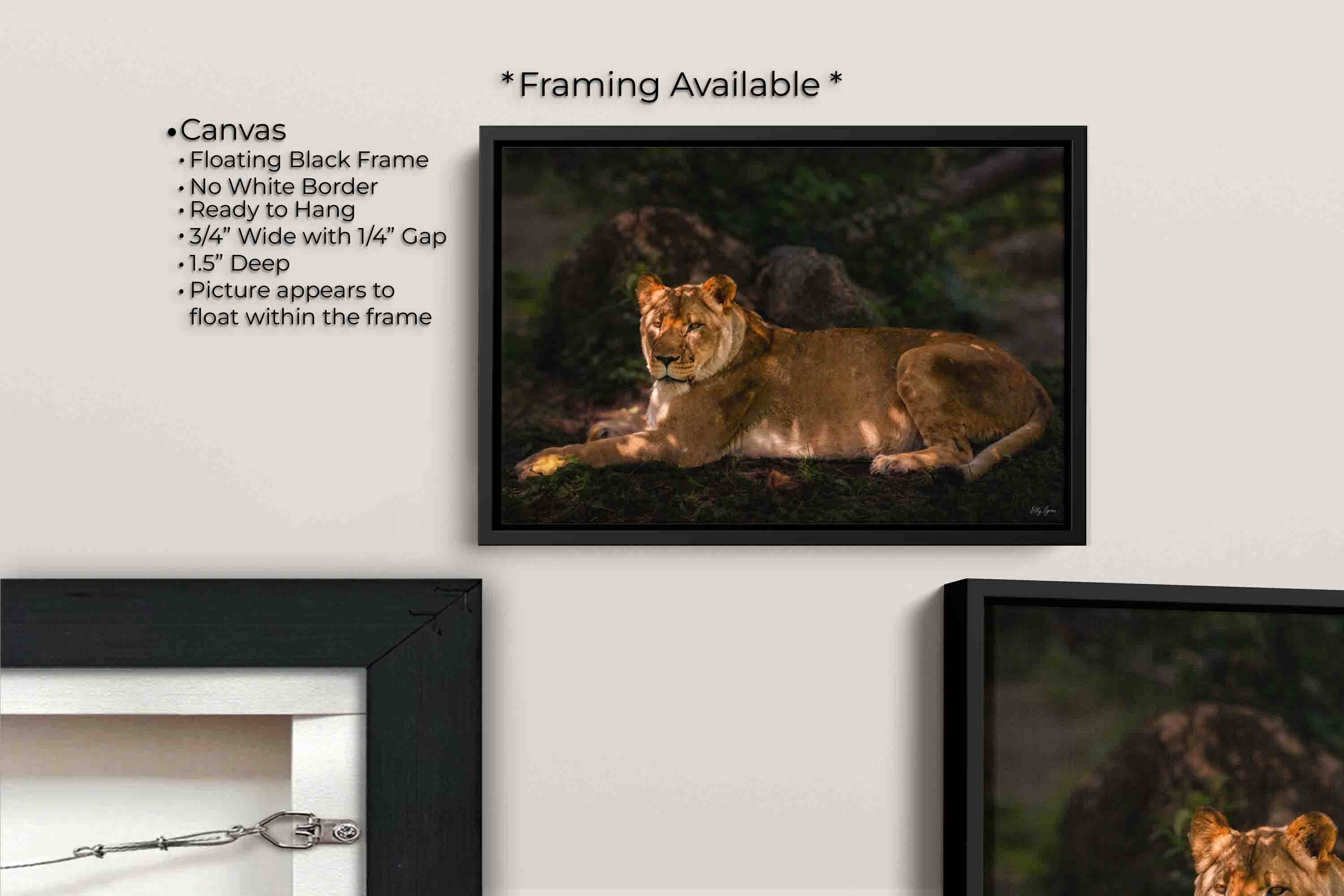 African Lioness “Still Strength”