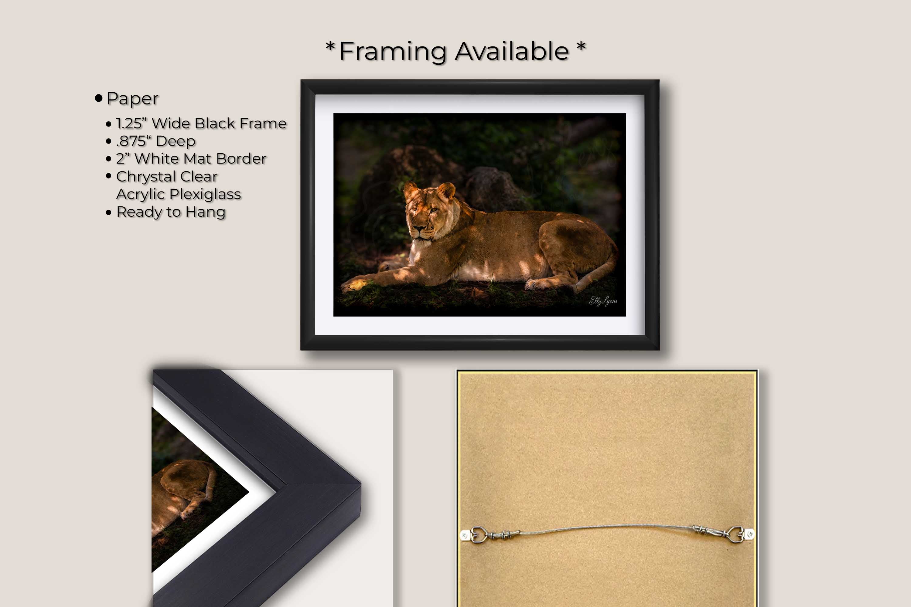 African Lioness “Still Strength”