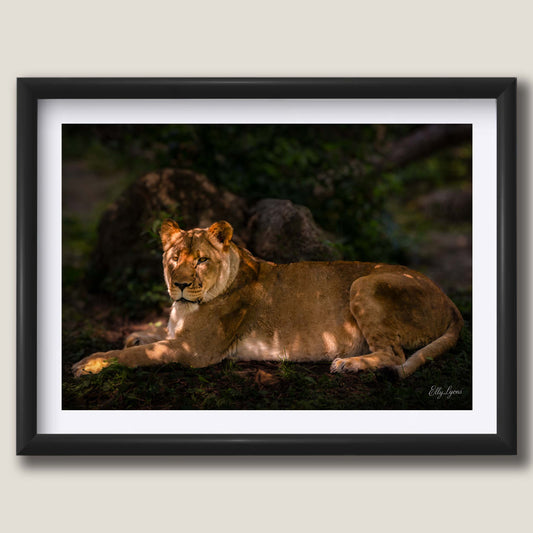 African Lioness “Still Strength”