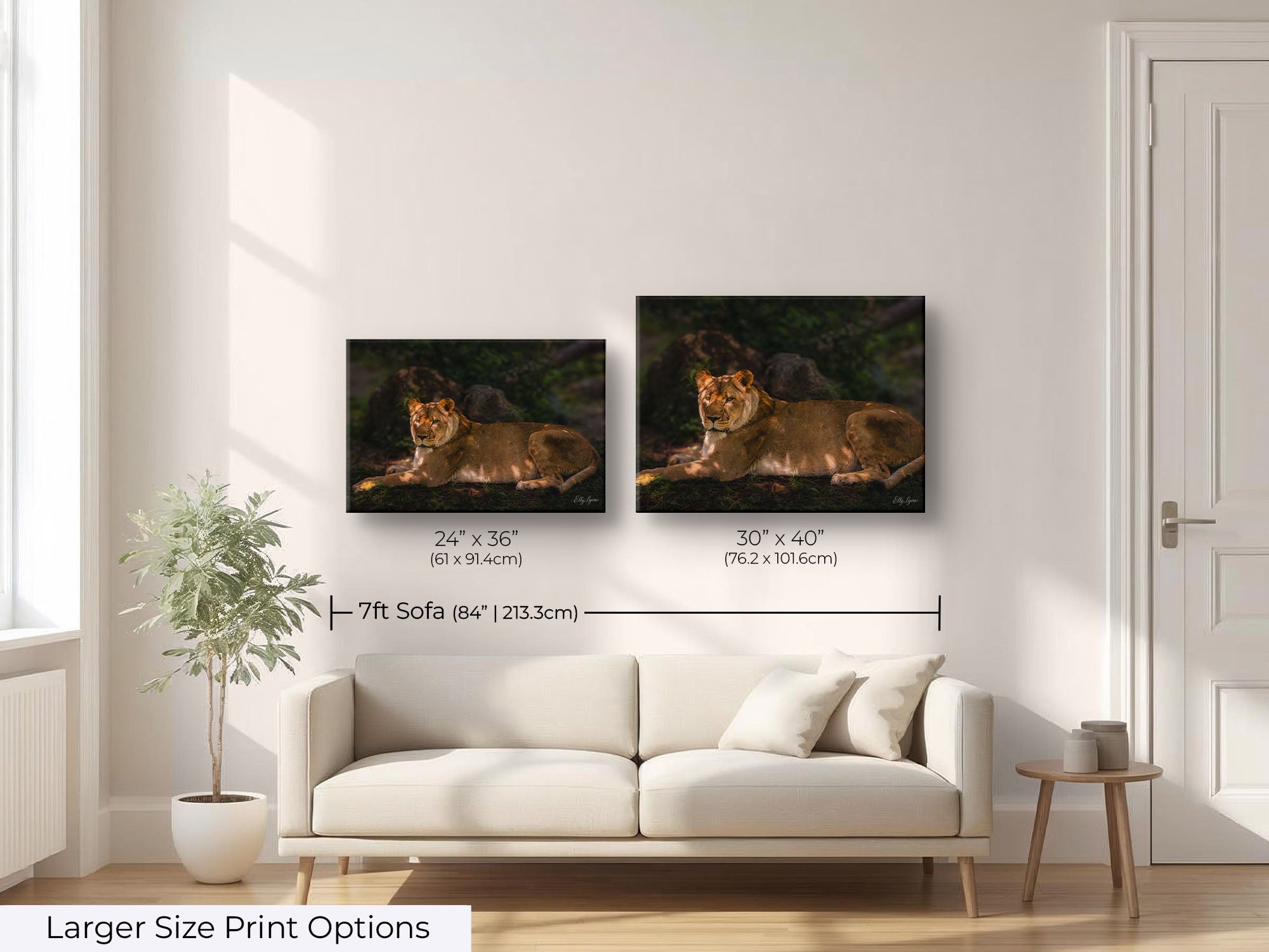 African Lioness “Still Strength”