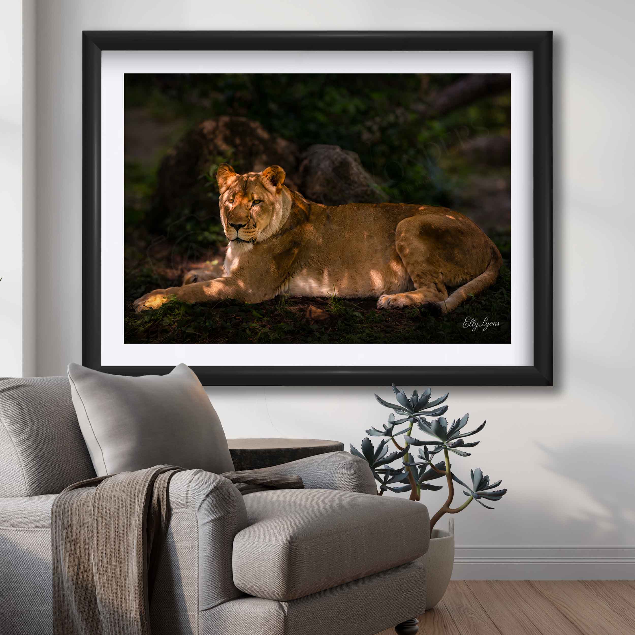 African Lioness “Still Strength”
